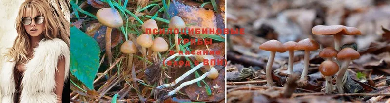 Галлюциногенные грибы Magic Shrooms  цены   ссылка на мегу ONION  Карабаново 